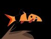 Paint Clown Loach Color Update.JPG