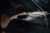 DSC_4341.JPG