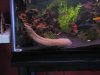 fish 017.JPG