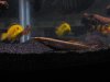 fish 042.JPG