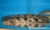 Pair_of_Bichirs1.jpg