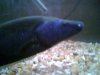 fish 7 005.jpg