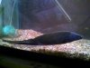 fish 7 006.jpg