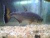 fish 7 003.jpg