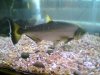 fish 7 001.jpg