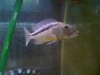 sump 003.jpg