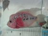 2008 fish sale 003.jpg
