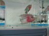 2008 fish sale 002.jpg