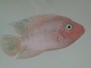2008 fish sale 015.jpg