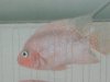 2008 fish sale 016.jpg