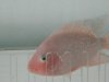 2008 fish sale 014.jpg