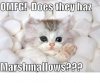 Marshmallow cat.jpeg