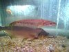 sump 2 003.jpg