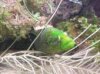 GREEN WOLF EEL.jpg