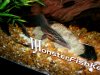 Fire Eel 2.JPG
