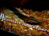 Fire Eel 3.JPG