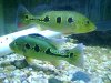 fish 003.jpg