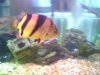 fish 008.jpg