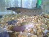 fish 007.jpg