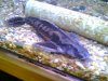 fish 7 002.jpg