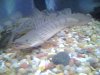 fish 7 004.jpg