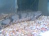 fish 3 014.jpg