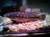 fish 5 002.jpg
