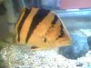fish 004.jpg