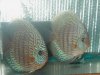 red tur pair2.jpg