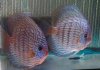 red turk pair3.JPG