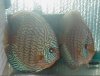 red turk pair4.jpg red turk pair4.jpg