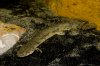Polypterus Endlicheri Endlicheri.jpg