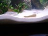eel 2.JPG