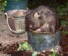1WombatICON_468x389.jpg