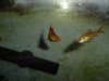 bloatedfish 002.jpg