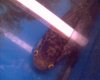 DSC00547.JPG