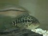 fish2 4.JPG