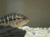fish2 5.JPG