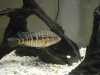 fish2 6.JPG