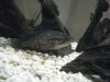 fish2 2.JPG