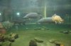 aquarium 2.JPG aquarium 2.JPG