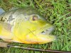 4_pounder_of_the_day_-_close_up_190.jpg
