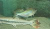 C. atratoensis 004.11.jpg