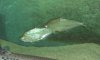 C. atratoensis 005.11.jpg