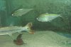 C. atratoensis 007.11.jpg