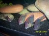 100_1336.jpg