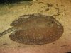 Stingray2.jpg