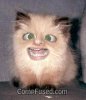 weird cat.jpg