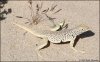 fringe toed lizard.jpg