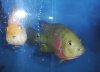 fish95.JPG